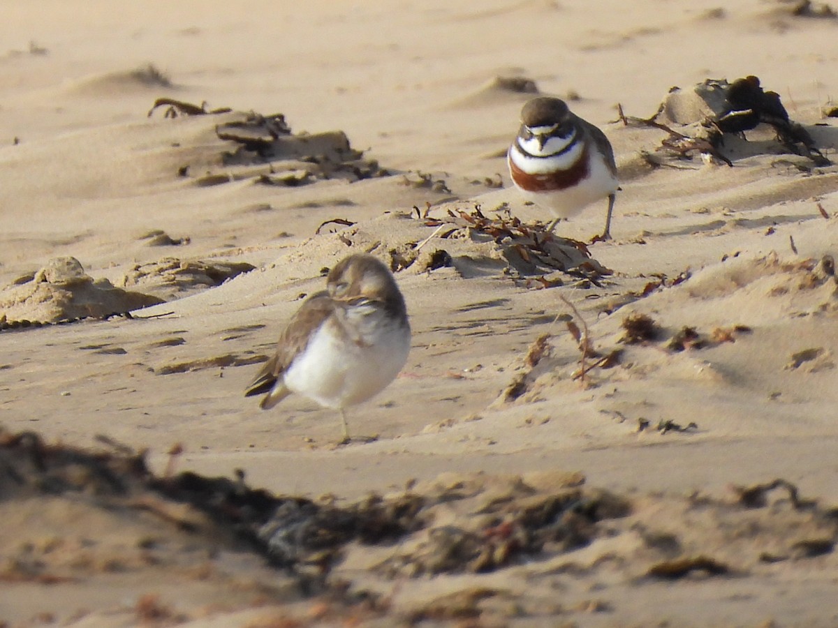 Double-banded Plover - ML620520490