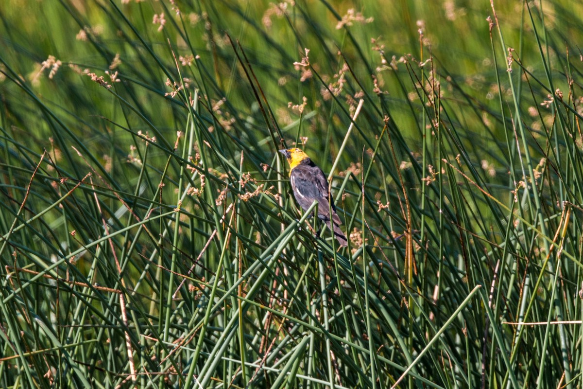 Yellow-headed Blackbird - ML620520491