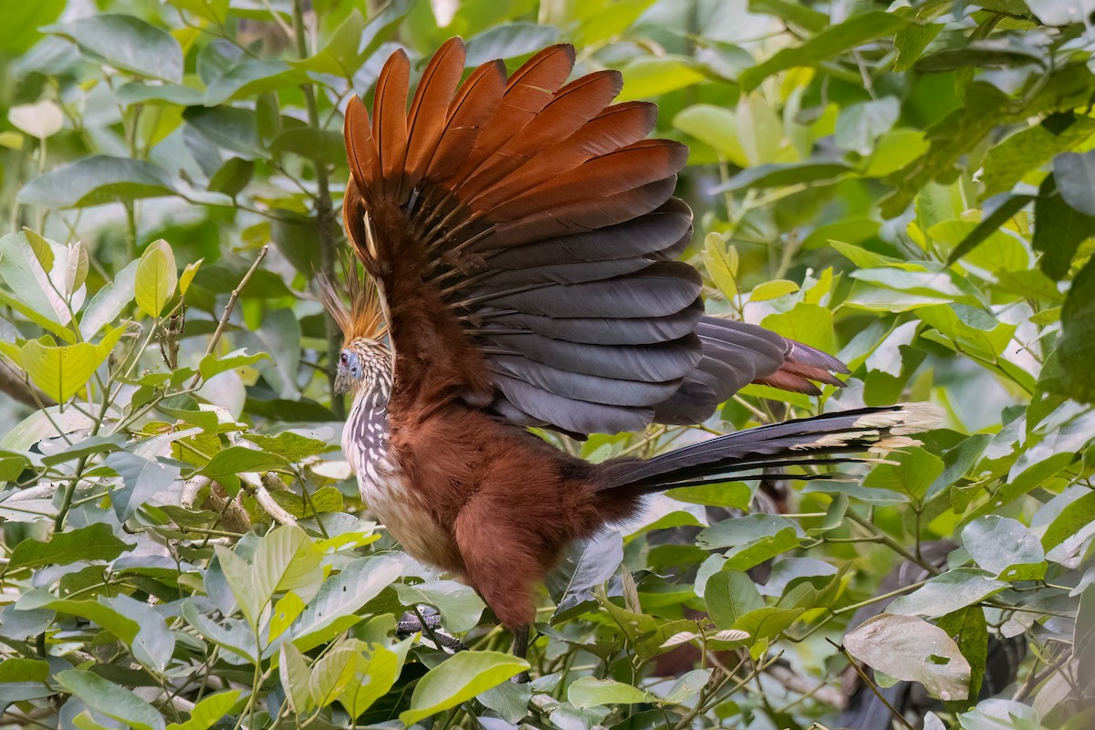 Hoatzin - ML620520495