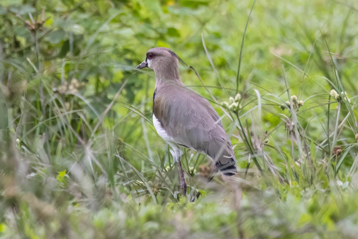 Southern Lapwing - ML620520500