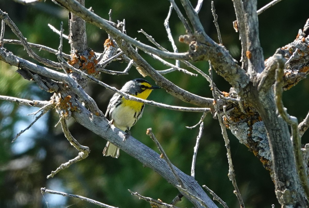 Grace's Warbler - ML620520503