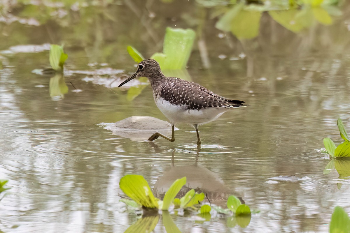 Solitary Sandpiper - ML620520504