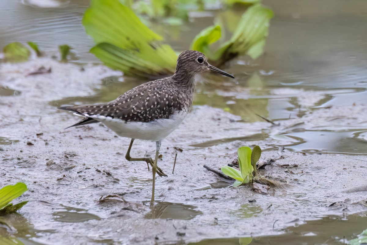 Solitary Sandpiper - ML620520505