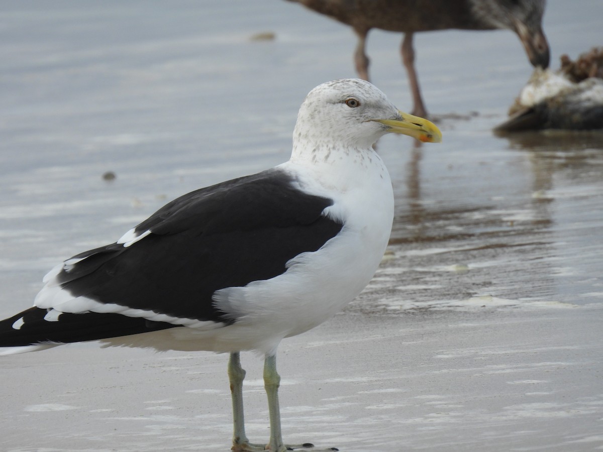 Kelp Gull - ML620520507