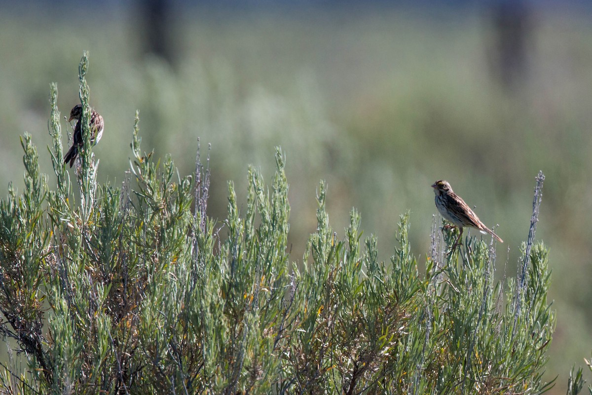 Savannah Sparrow - ML620520509