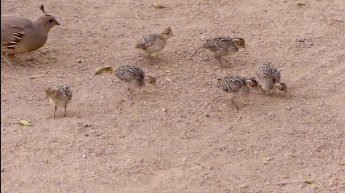 Gambel's Quail - ML620520511