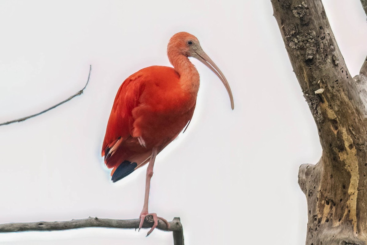 Scarlet Ibis - ML620520516