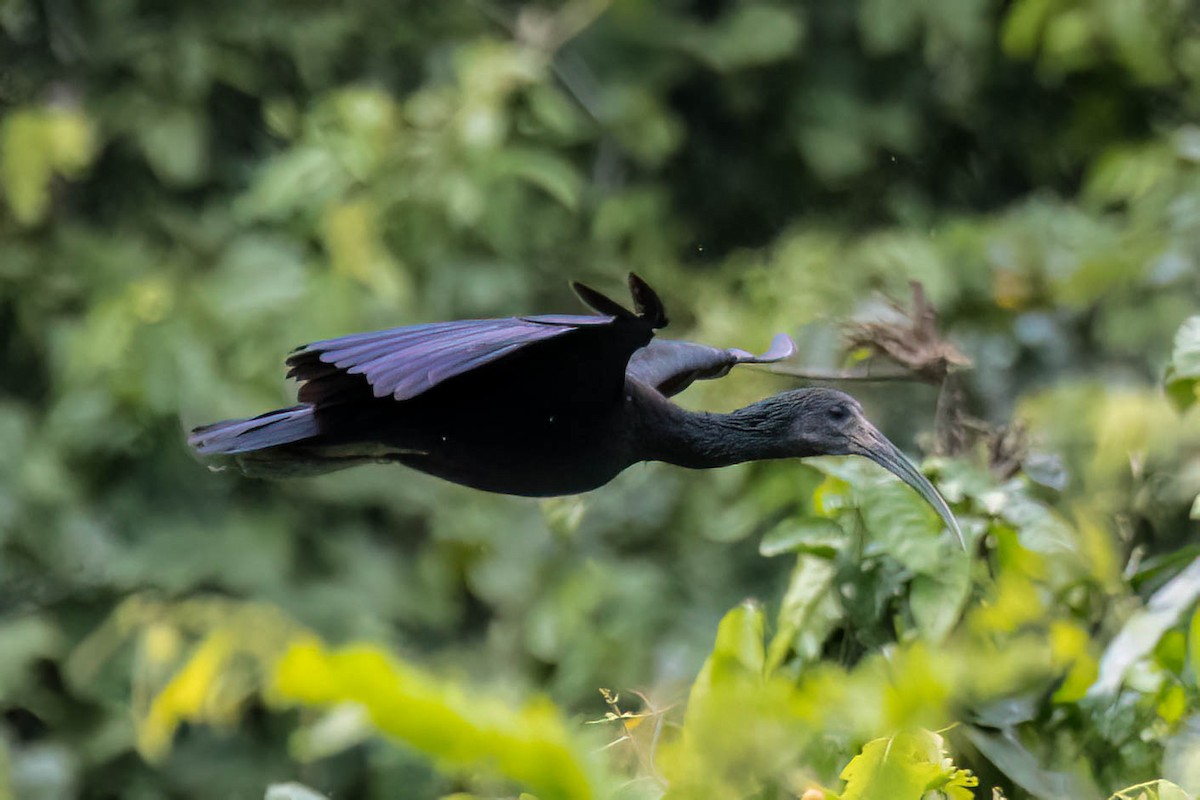 Green Ibis - ML620520519