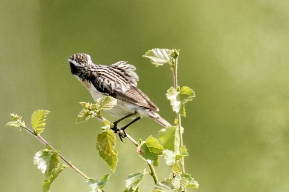 Whinchat - ML620520520