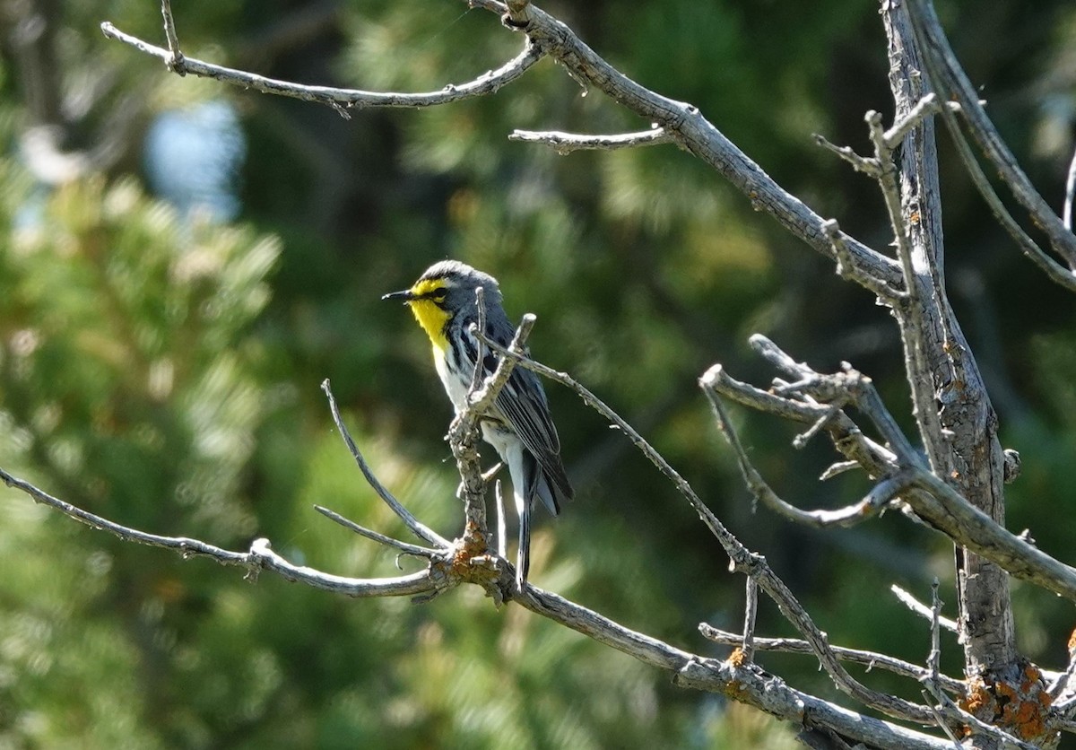 Grace's Warbler - ML620520523