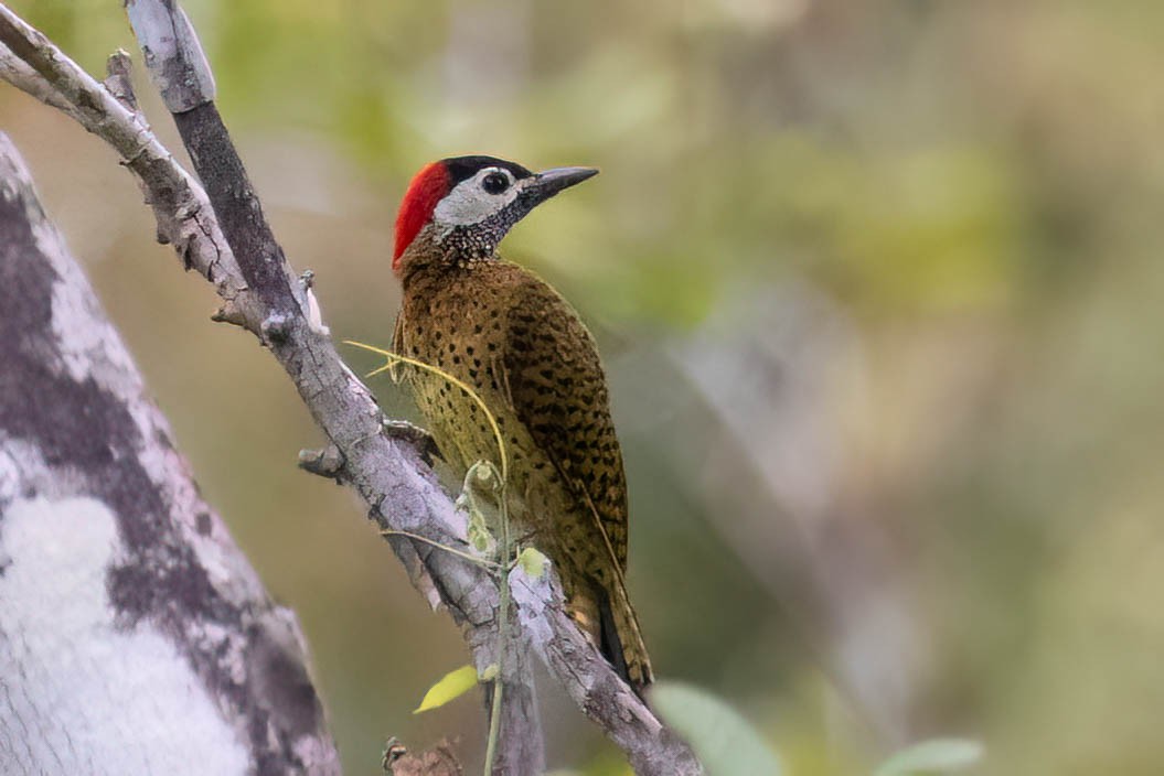 Spot-breasted Woodpecker - ML620520525