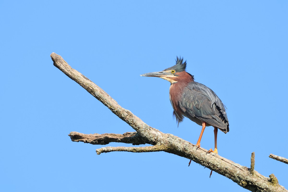 Green Heron - ML620520527