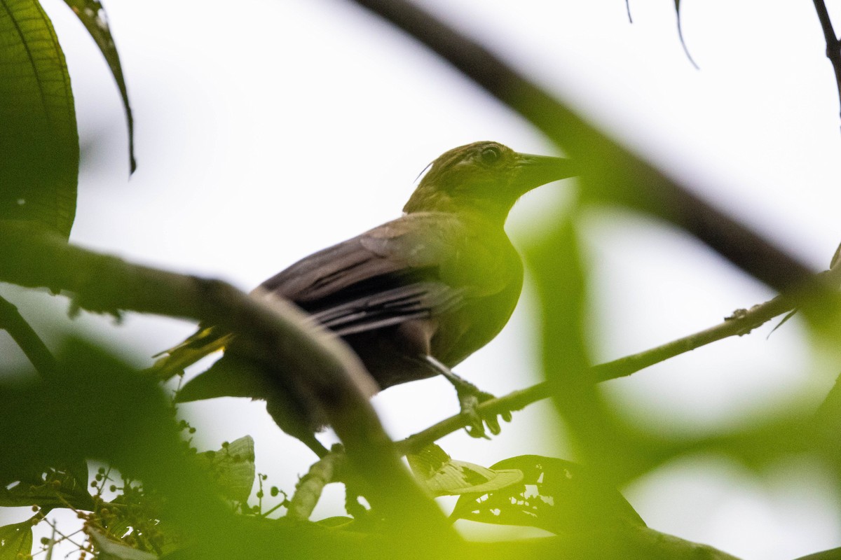 Russet-backed Oropendola - ML620520528