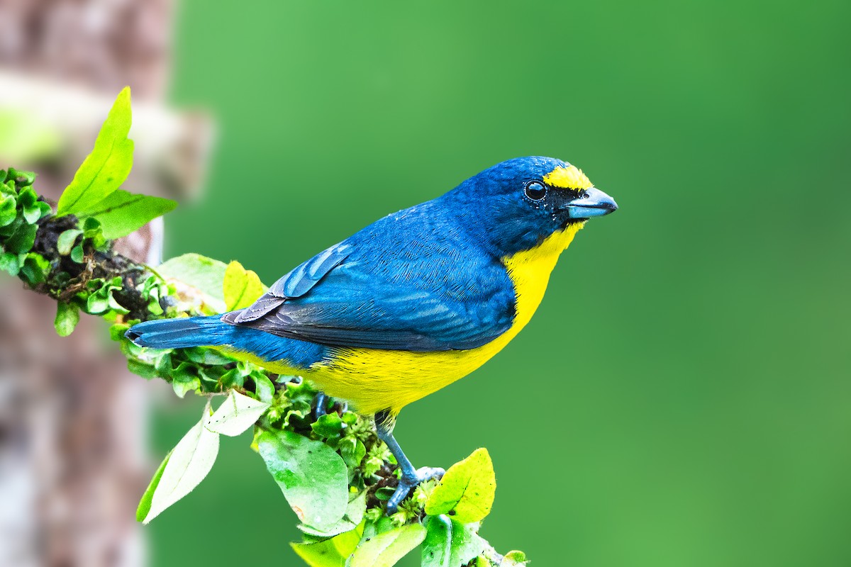 Yellow-throated Euphonia - ML620520533