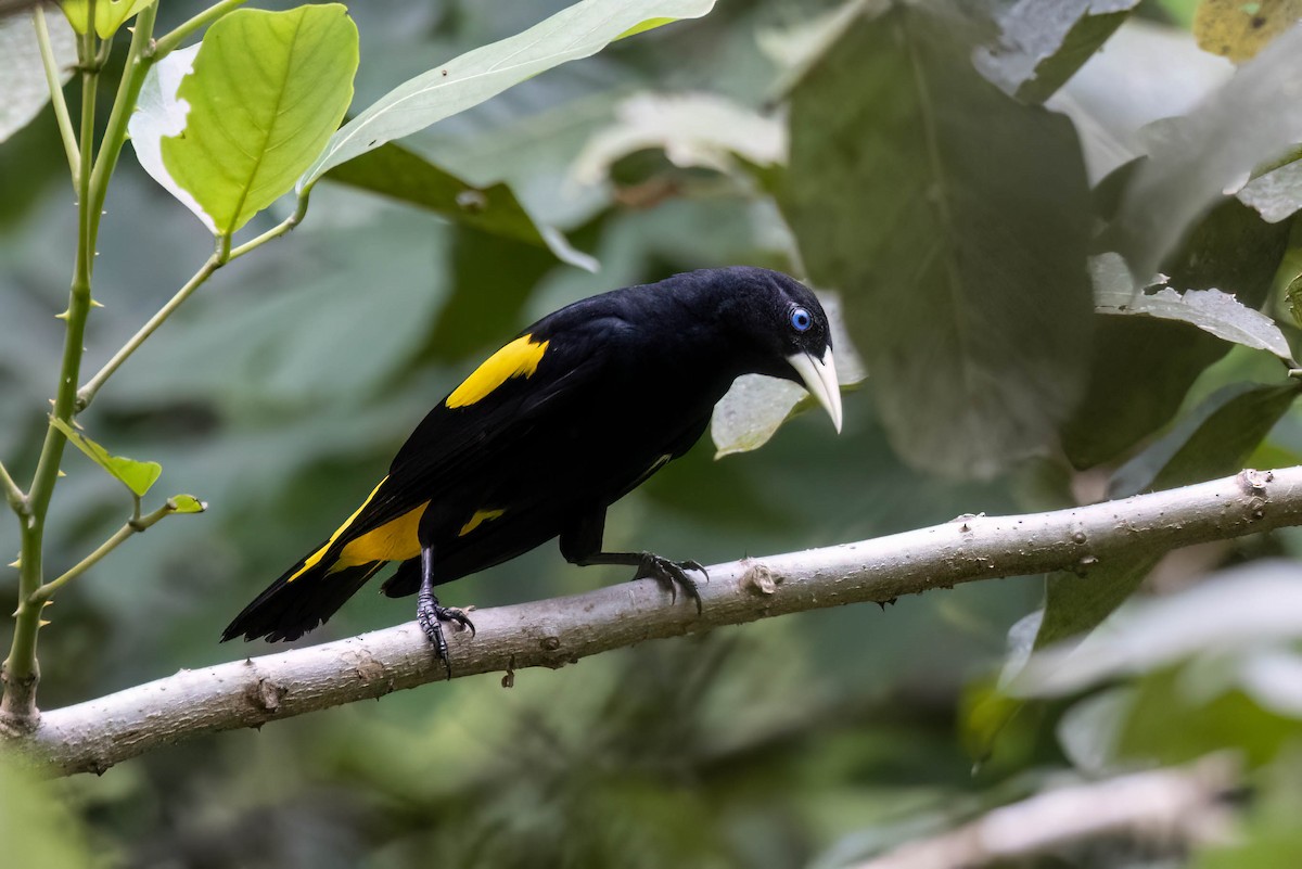 Yellow-rumped Cacique - ML620520534