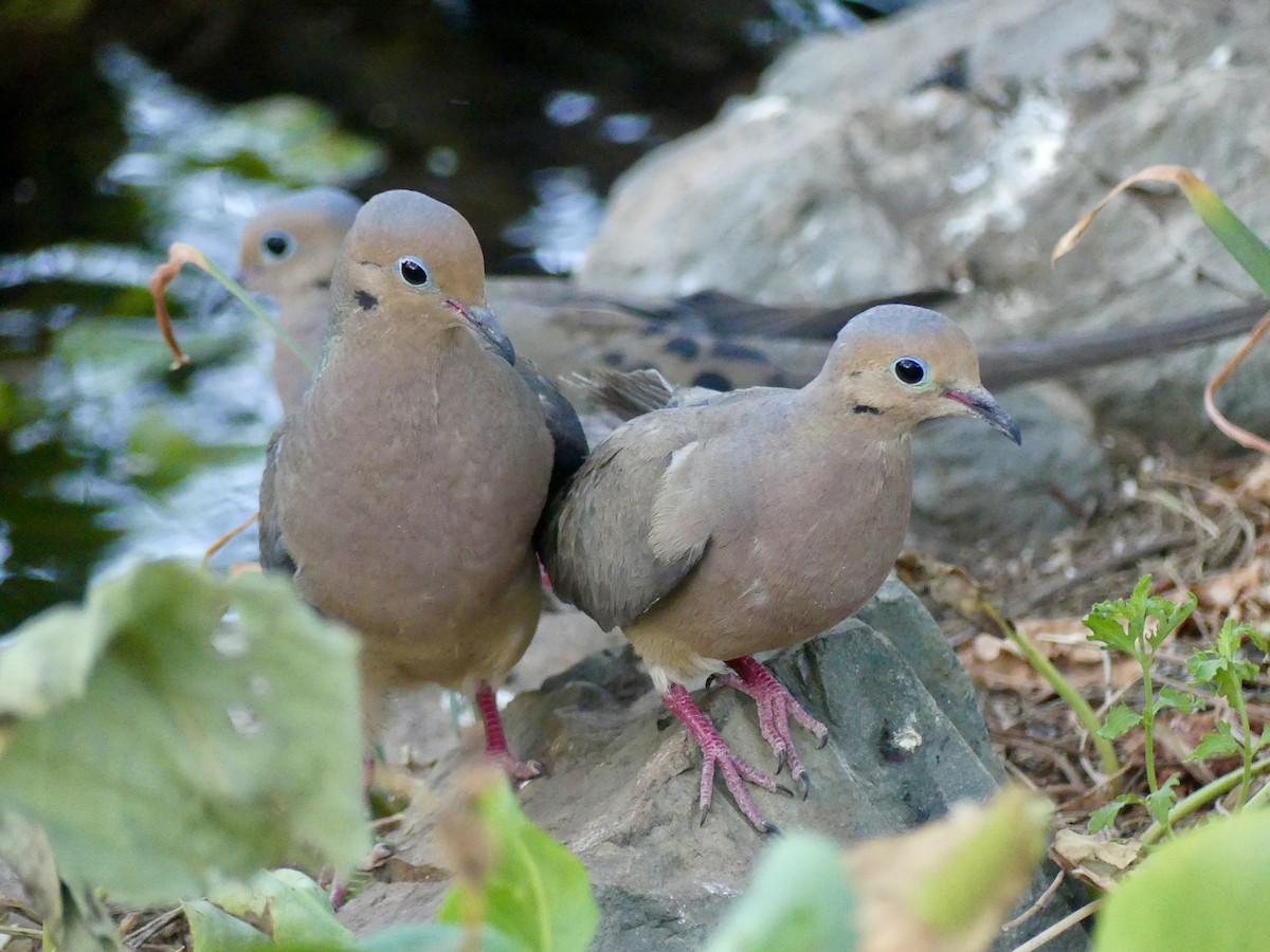 Mourning Dove - ML620520535