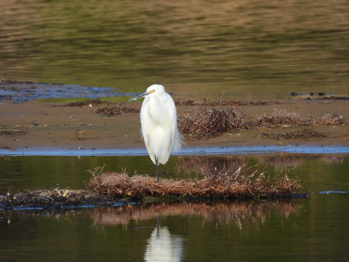 Little Egret - ML620520538