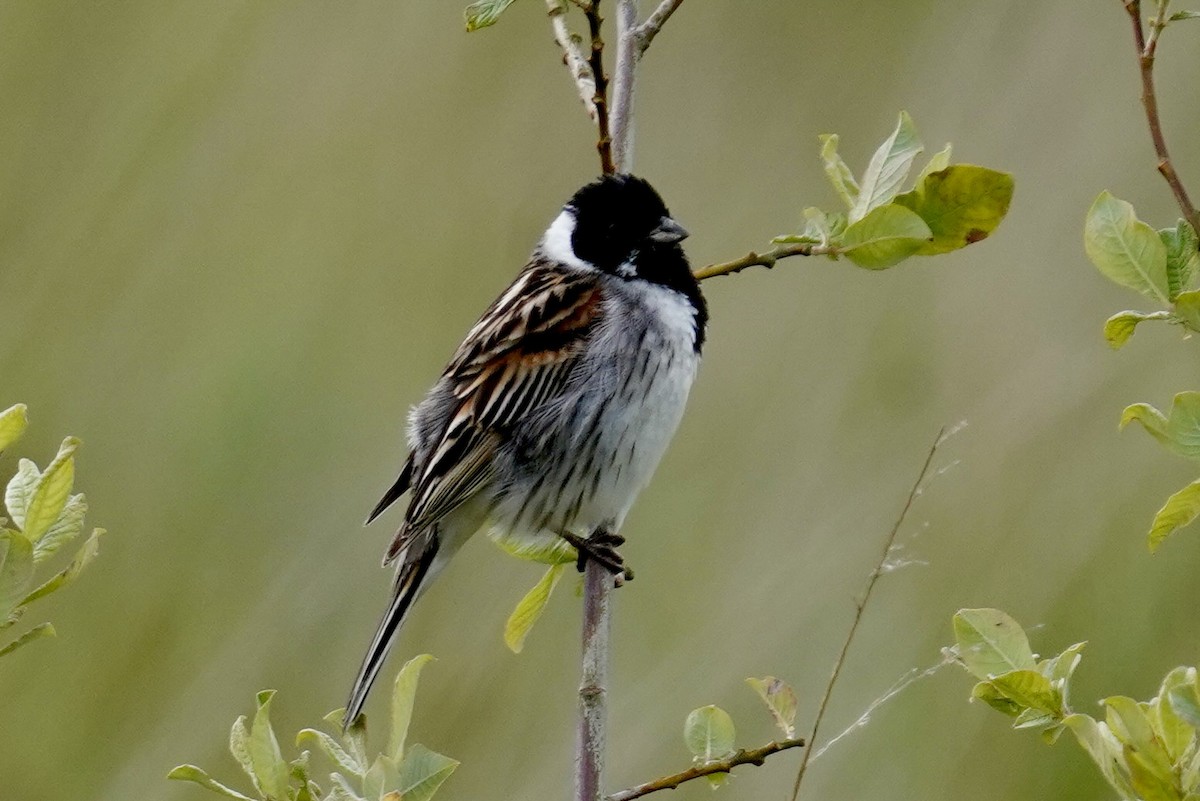 Reed Bunting - ML620520540