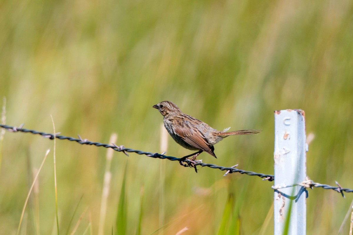 Song Sparrow - William Clark