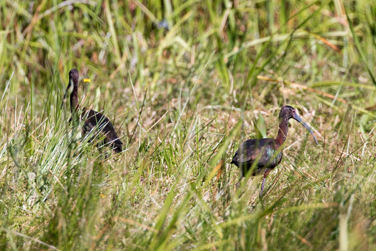 Ibis à face blanche - ML620520545