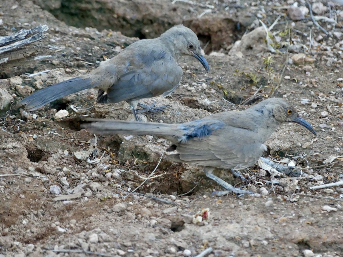 Curve-billed Thrasher - ML620520546