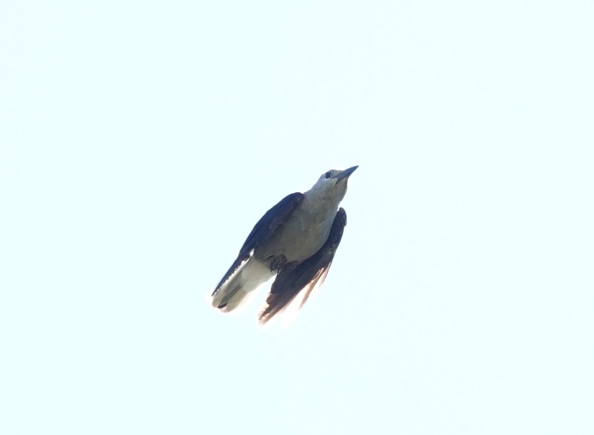 Clark's Nutcracker - ML620520550