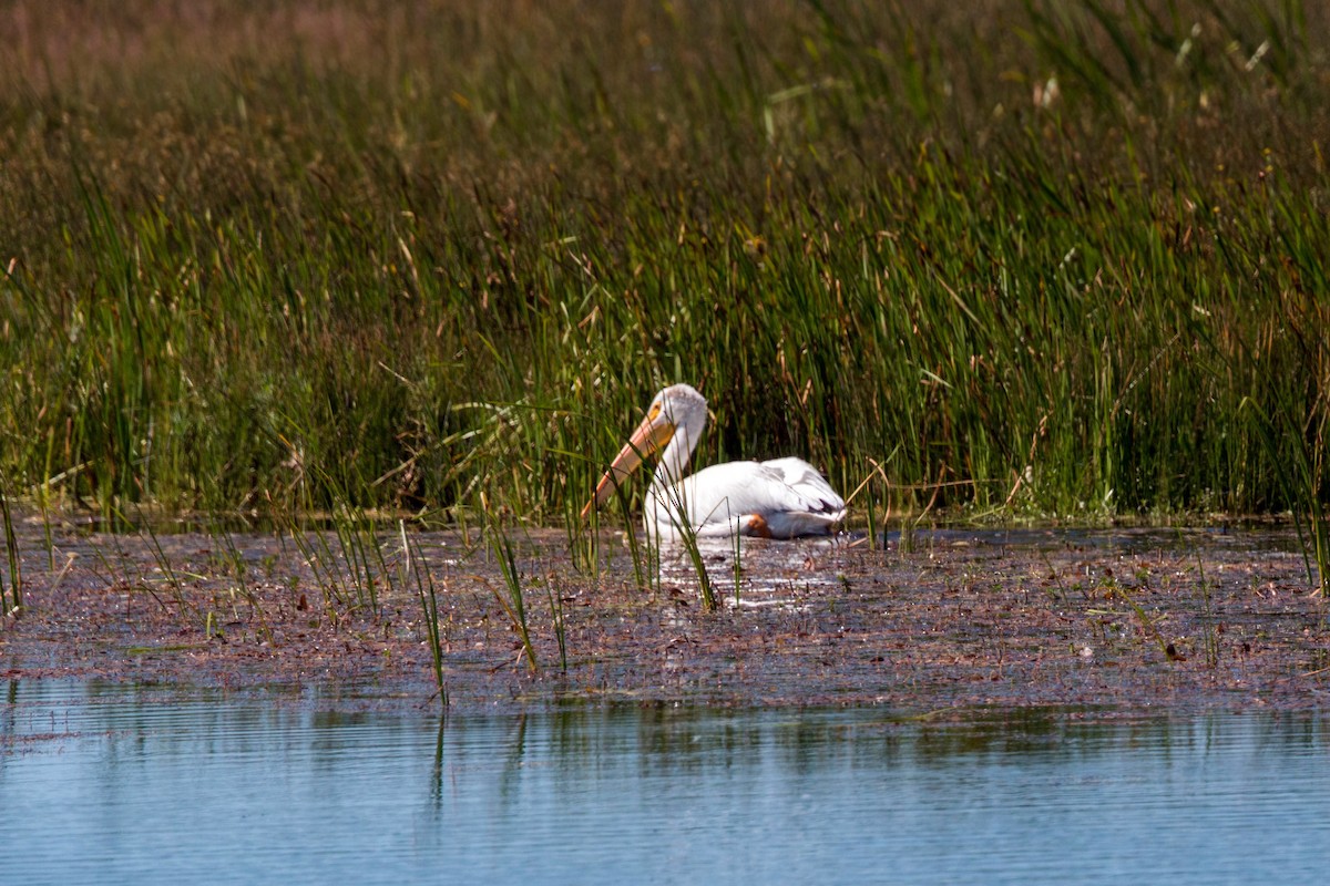 American White Pelican - ML620520551