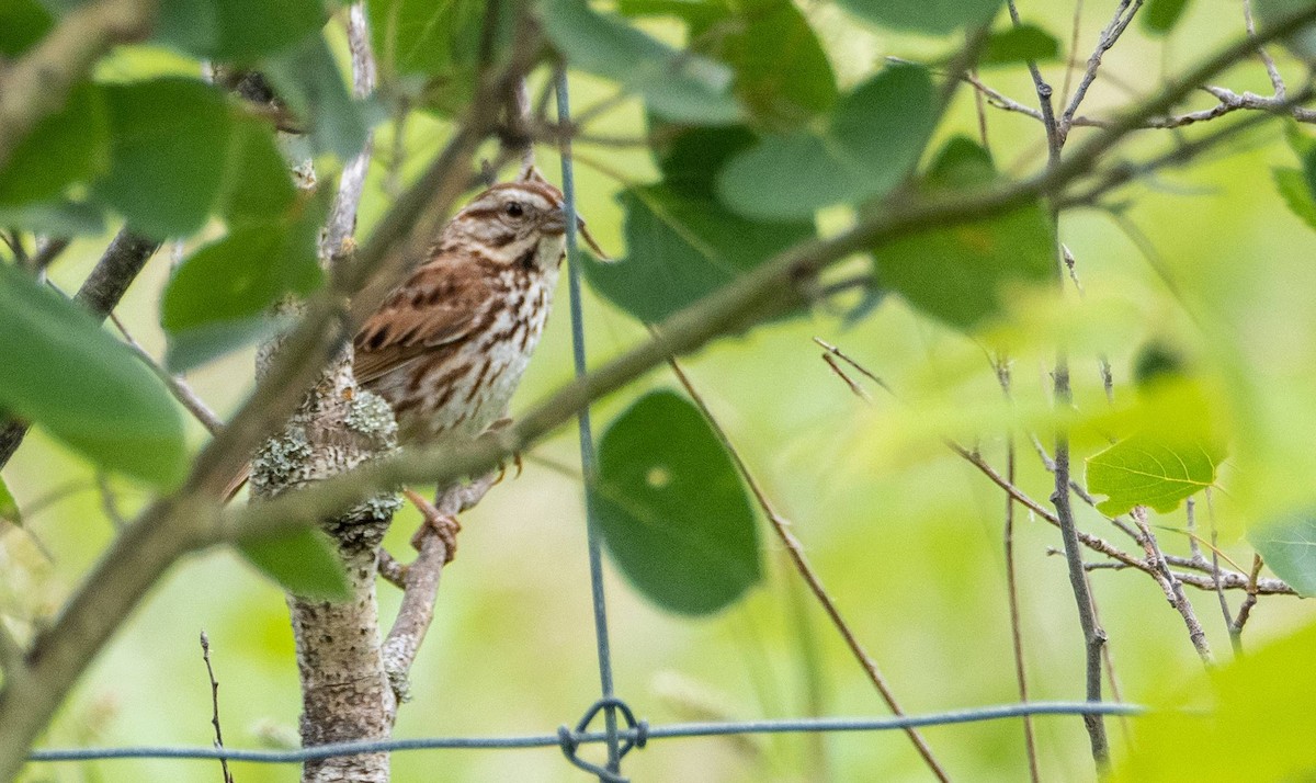 Song Sparrow - ML620520556