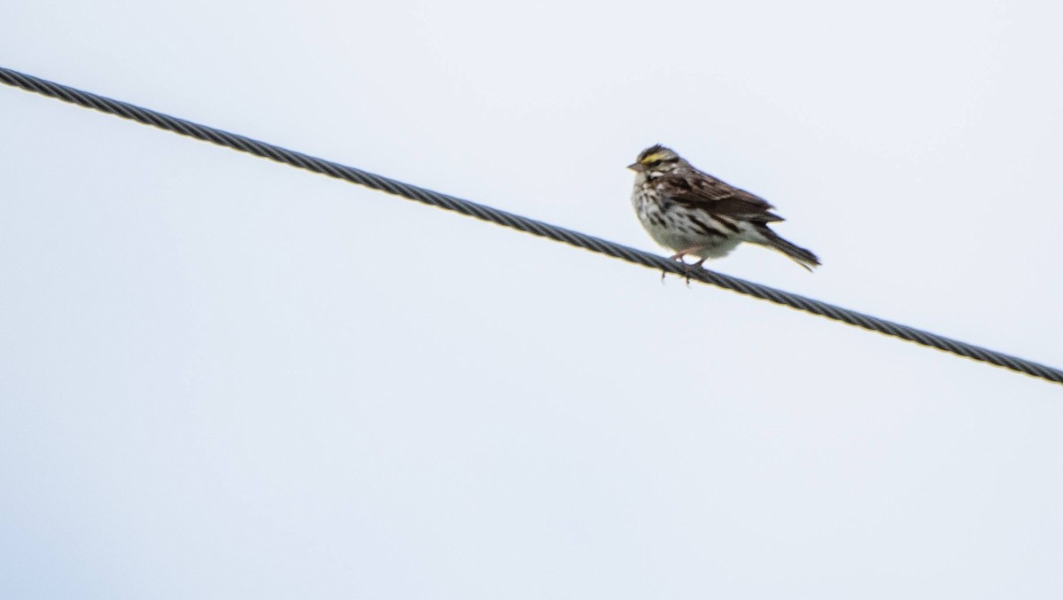 Savannah Sparrow - ML620520558