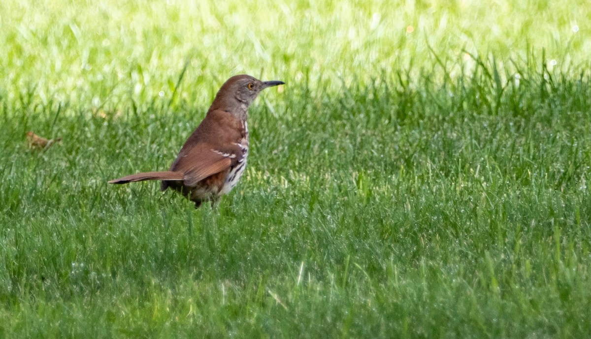 Brown Thrasher - ML620520560