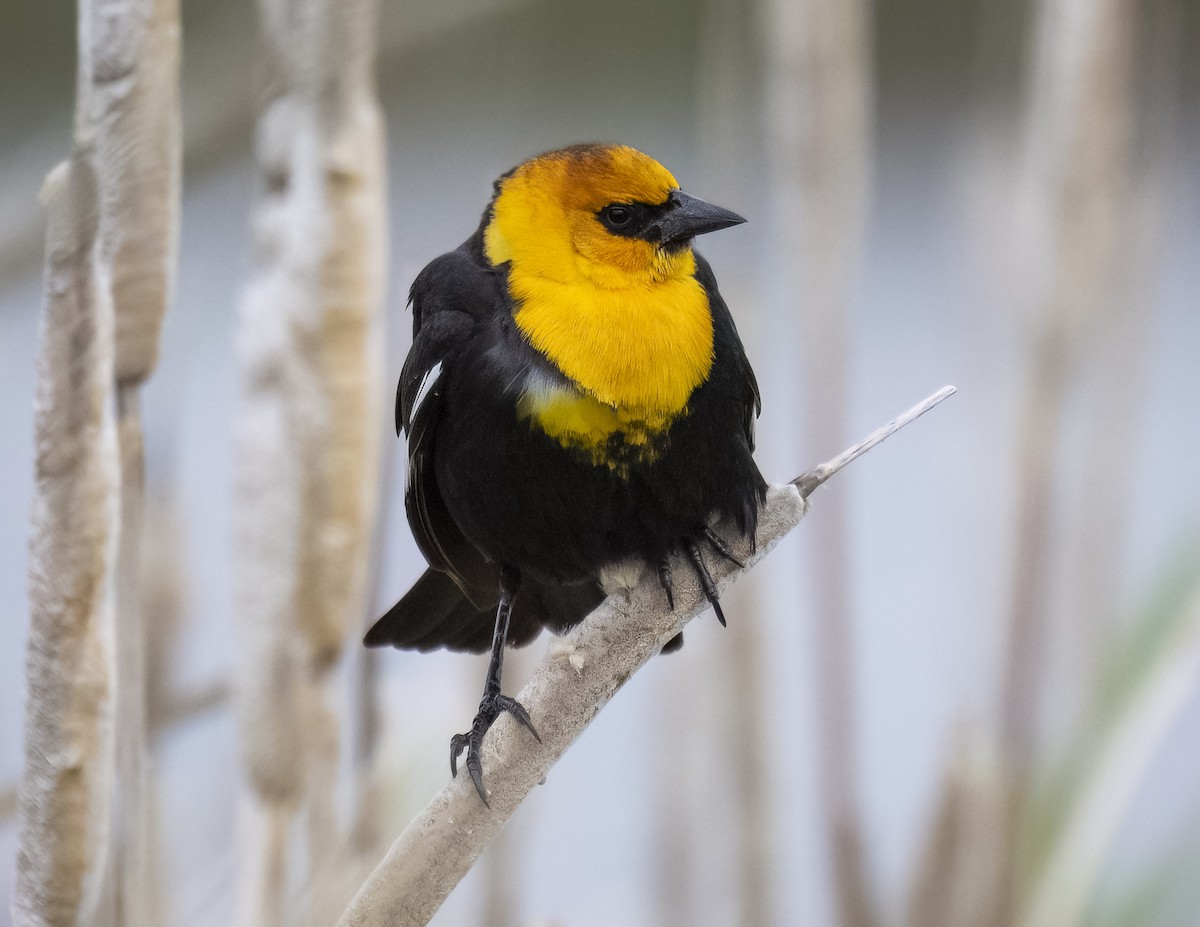 Yellow-headed Blackbird - ML620520563