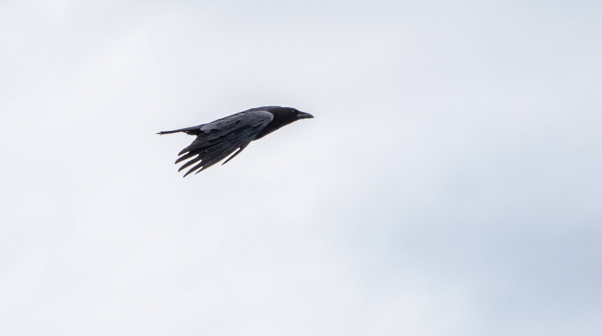 American Crow - ML620520566