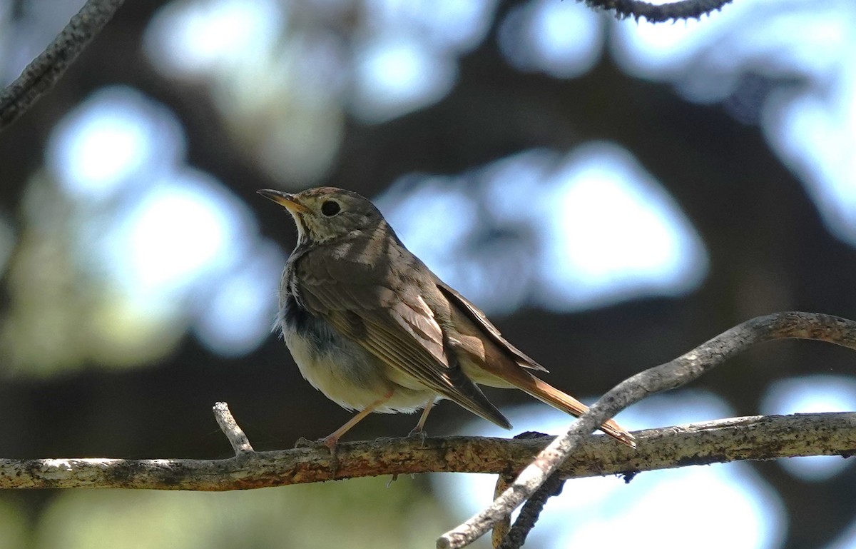 Hermit Thrush - ML620520571