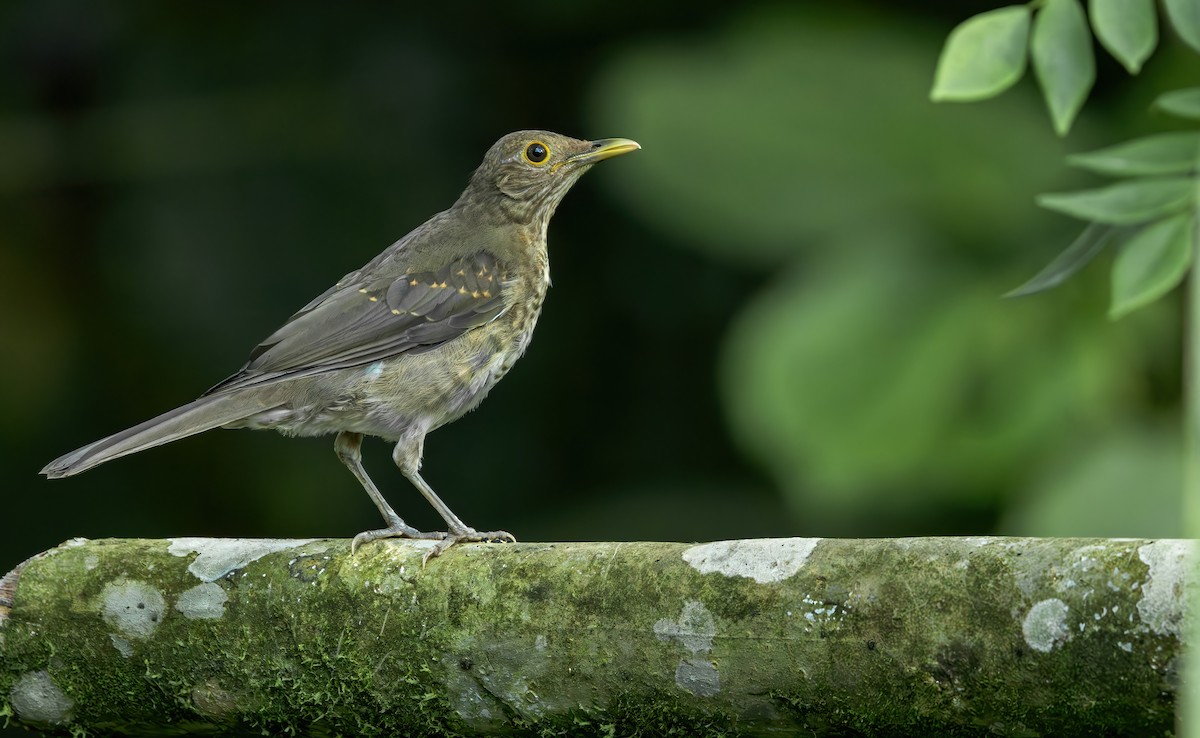 Ecuadorian Thrush - ML620520582