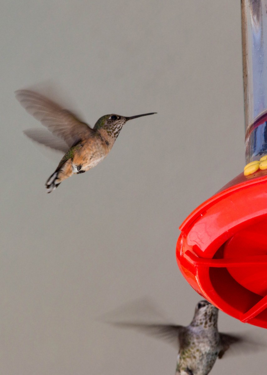 Calliope Hummingbird - ML620520586