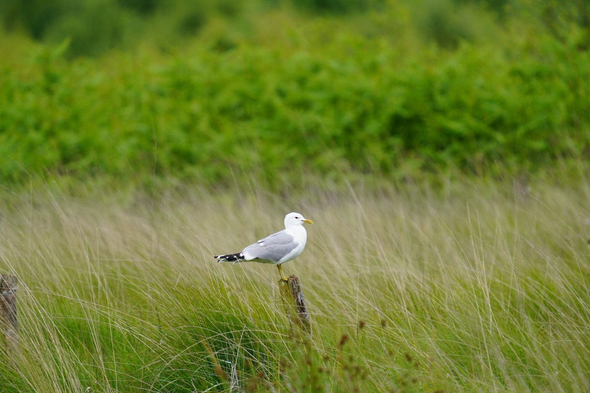 Common Gull - ML620520587