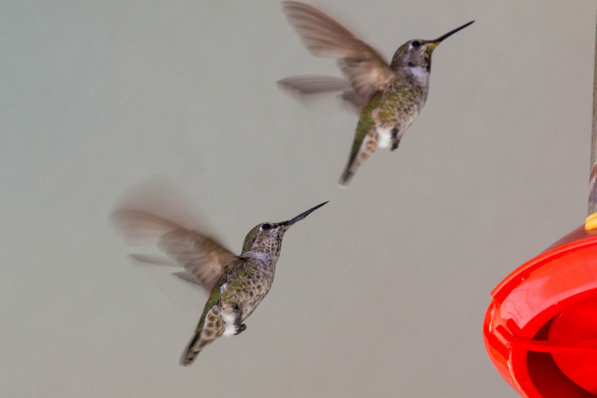 Anna's Hummingbird - ML620520588