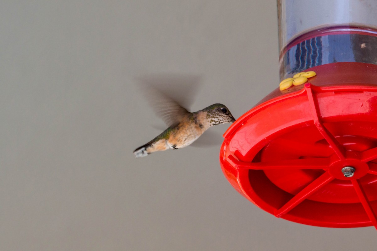 Calliope Hummingbird - ML620520589