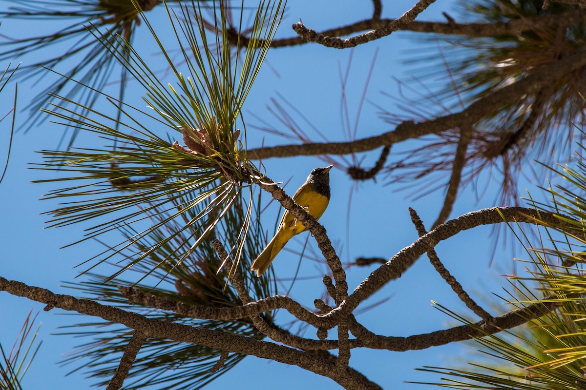 MacGillivray's Warbler - ML620520592