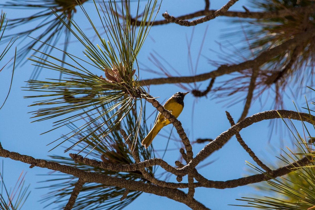 MacGillivray's Warbler - ML620520594