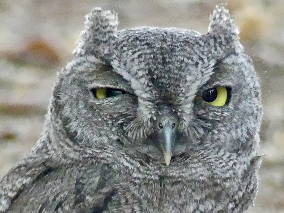 Western Screech-Owl - Dennis Wolter