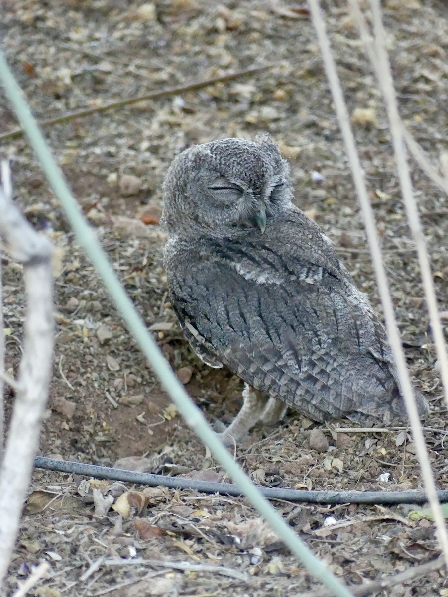 Western Screech-Owl - ML620520598