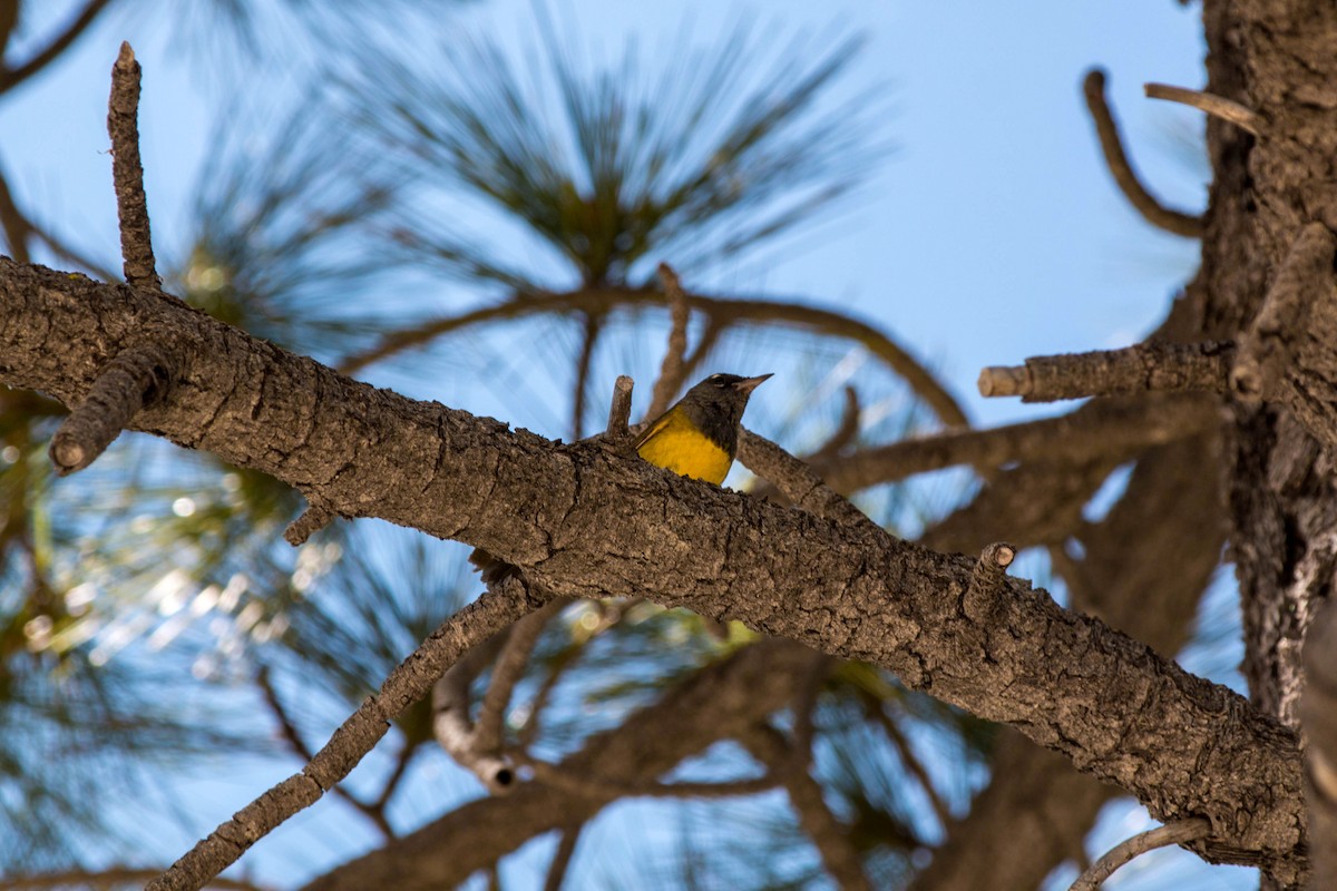 MacGillivray's Warbler - ML620520599