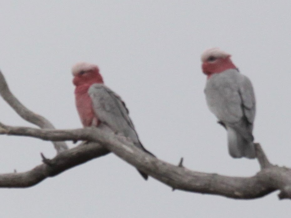 Cacatúa Galah - ML620520601