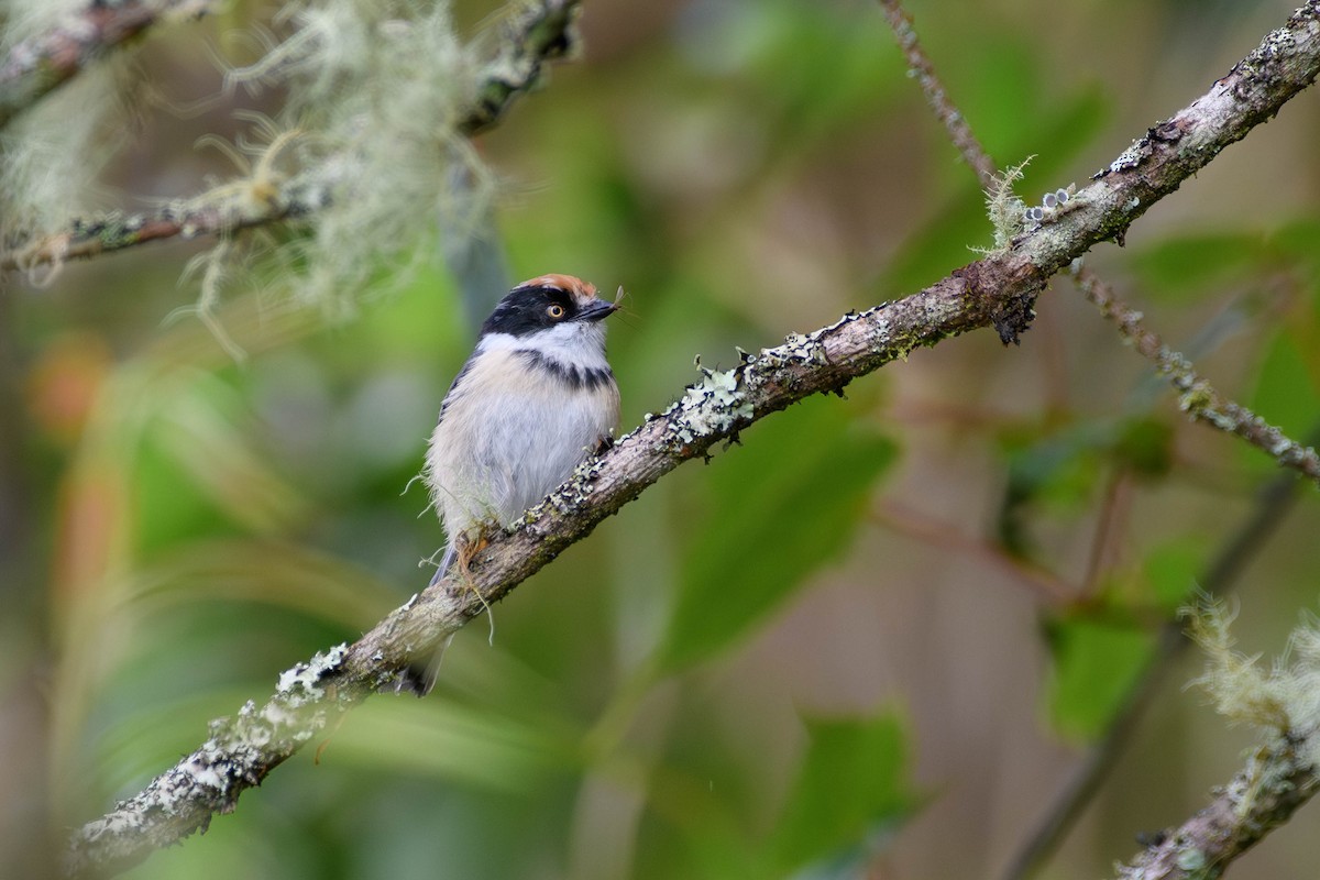 Black-throated Tit - ML620520602