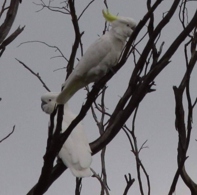 Sulphur-crested Cockatoo - ML620520607