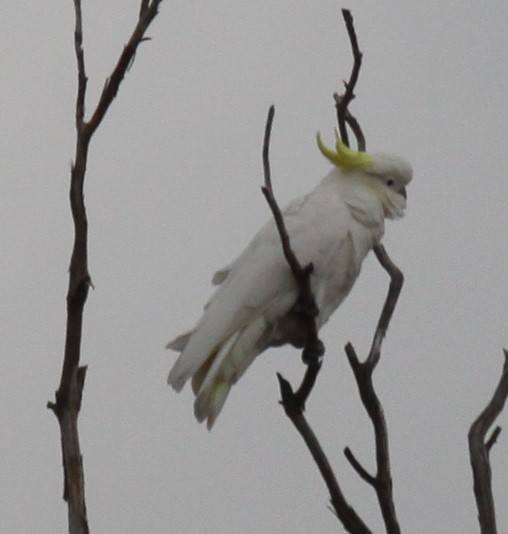 Sulphur-crested Cockatoo - ML620520609