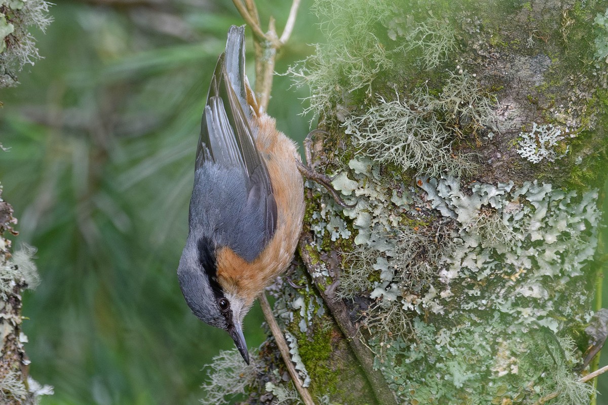 Eurasian Nuthatch - ML620520610