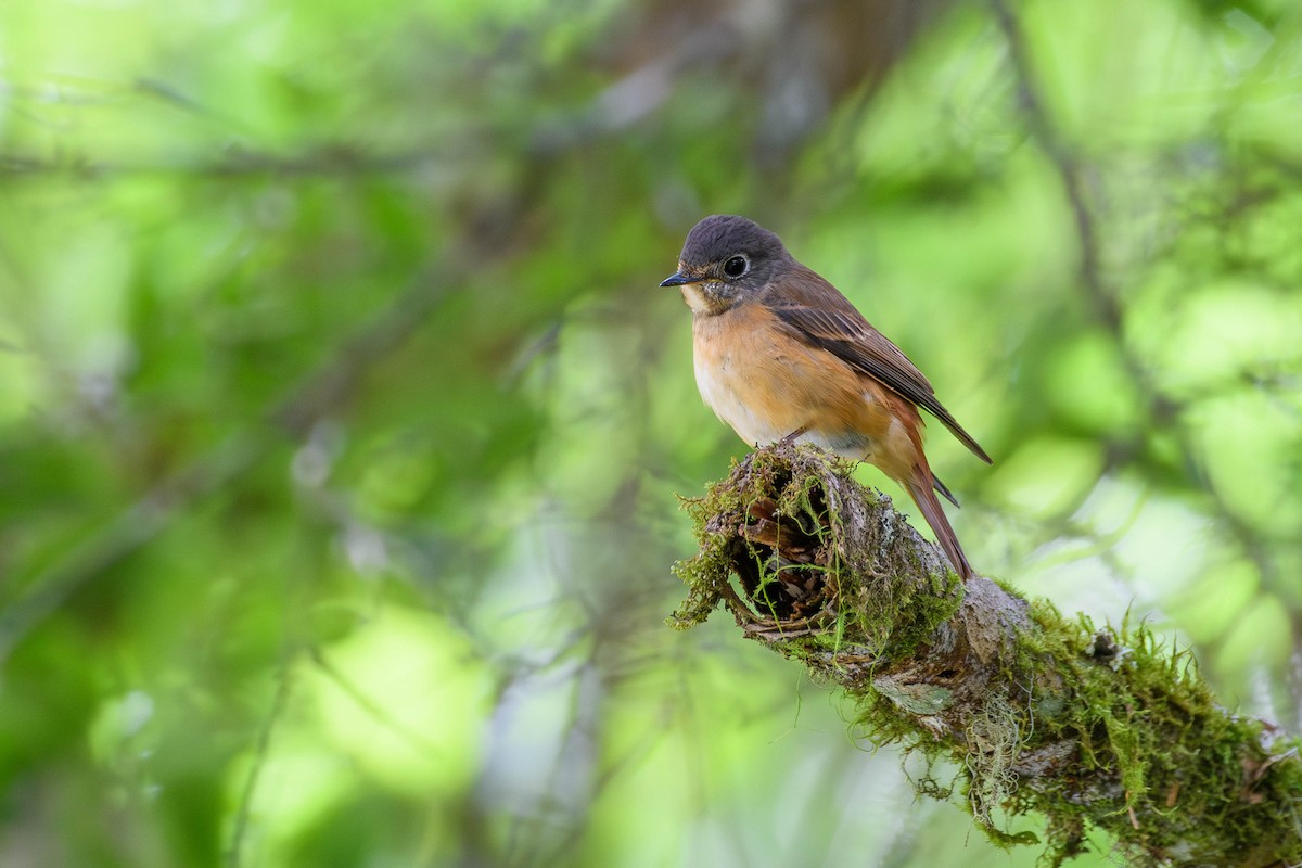 Gobemouche ferrugineux - ML620520615