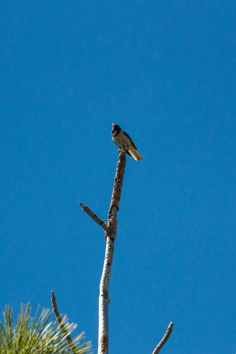 Junco ardoisé (groupe oreganus) - ML620520616